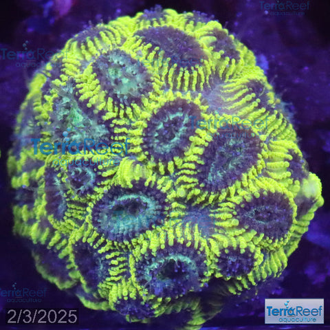 Green Brain Favia Favites Coral Frag WYSIWYG Frag 37Mid