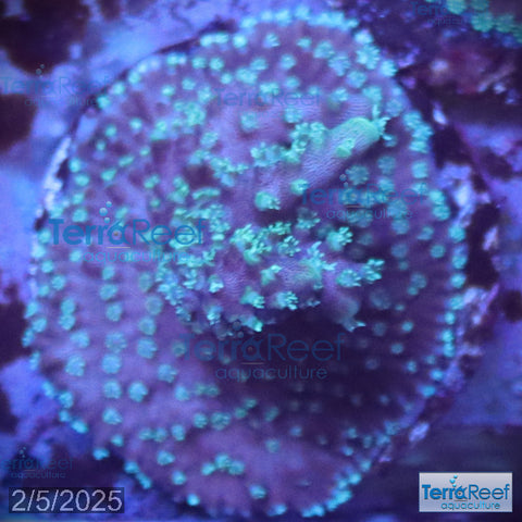 TerraReef Weedy Acropora WYSIWYG Frag 6Left