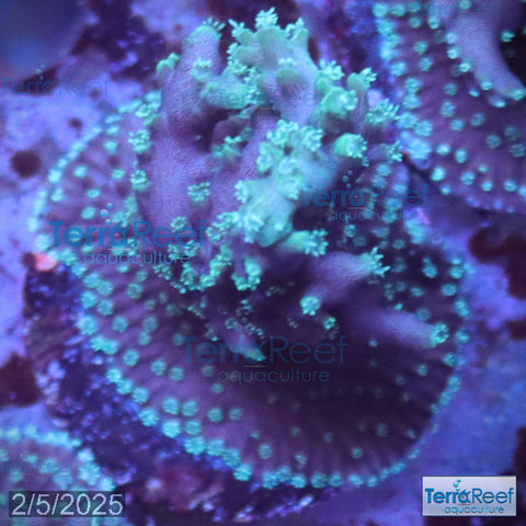 TerraReef Weedy Acropora WYSIWYG Frag 7Middle