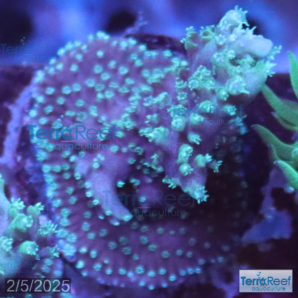 TerraReef Weedy Acropora WYSIWYG Frag 8Right