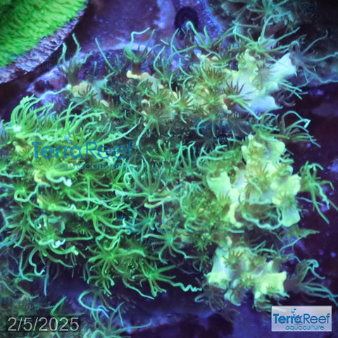 Frilly Green Acropora Coral WYSIWYG Frag 24MidSink