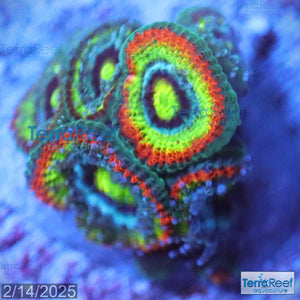 Holy Grail Micromussa Coral Micro F2M WYSIWYG Frag 13RightCent