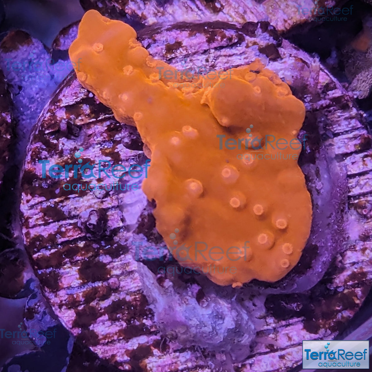 Setosa Coral WYSIWYG Frag 24 – TerraReef