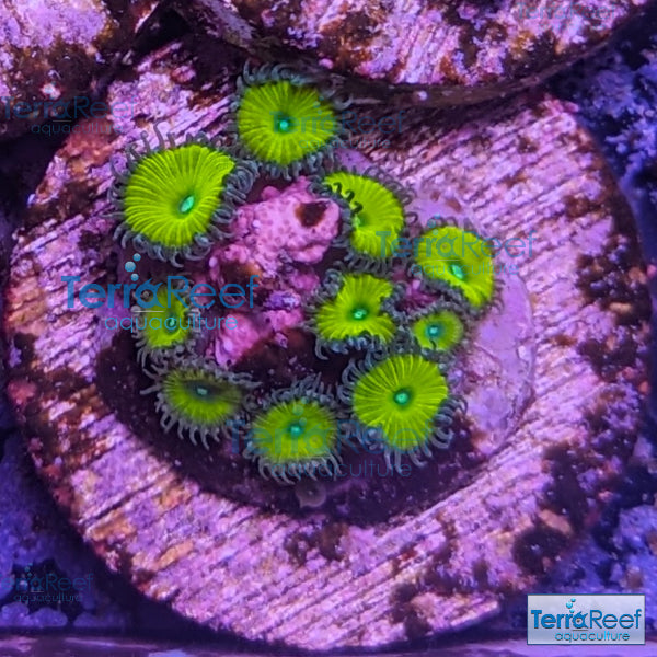 Nuclear Green Paly Zoanthids WYSIWYG Frag 22 – TerraReef