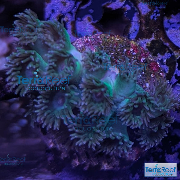 Pagoda cup coral (Turbinaria sp.) WYSIWYG Frag 29Left