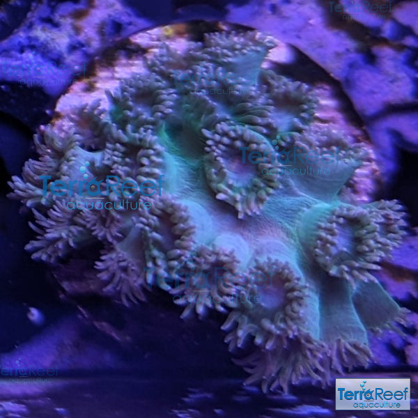 Pagoda cup coral (Turbinaria sp.) WYSIWYG Frag 25Right