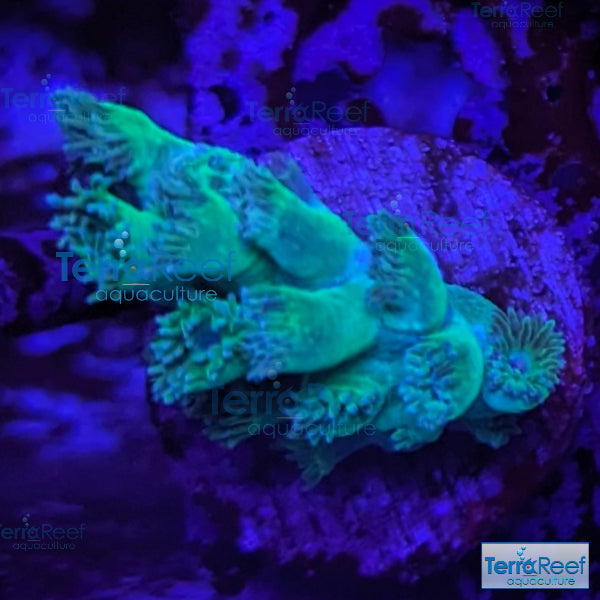 Pagoda cup coral (Turbinaria sp.) WYSIWYG Frag 29Left