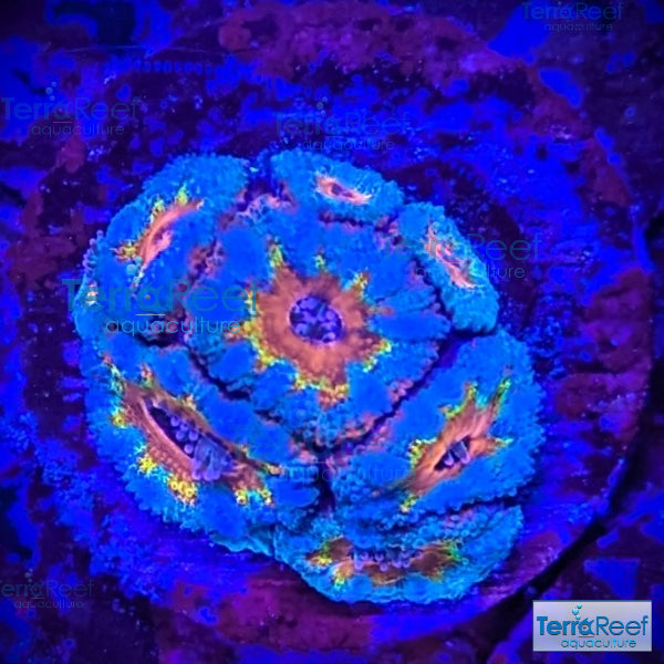 Rainbow Red Micromussa "Acan lord" Frag WYSIWYG Frag 31Left