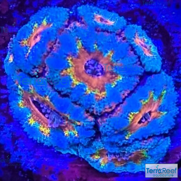 Rainbow Red Micromussa "Acan lord" Frag WYSIWYG Frag 31Left