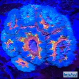 Rainbow Red Micromussa "Acan lord" Frag WYSIWYG Frag 30Right
