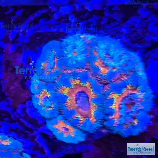 Rainbow Red Micromussa "Acan lord" Frag WYSIWYG Frag 30Right