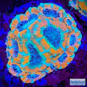 Raging Storm Micromussa "Acan lord" WYSIWYG Frag #1Left