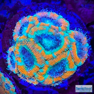 Raging Storm Micromussa "Acan lord" WYSIWYG Frag 6Mid