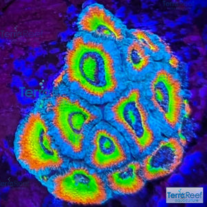 Holy Grail Micromussa Coral Micro F2M WYSIWYG Frag 3Center