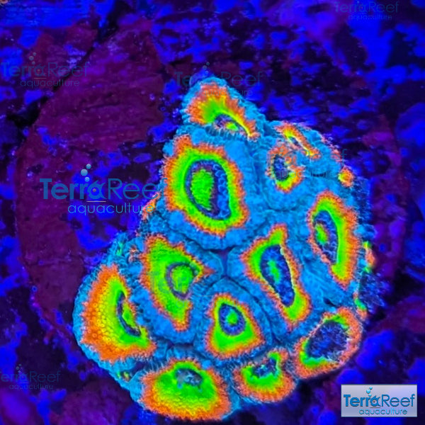 Holy Grail Micromussa Coral Micro F2M WYSIWYG Frag 3Center