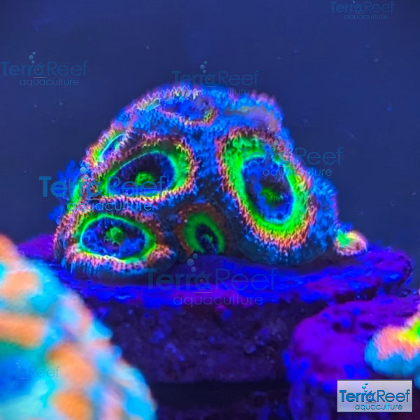 Holy Grail Micromussa Coral Micro F2M WYSIWYG Frag 1Left