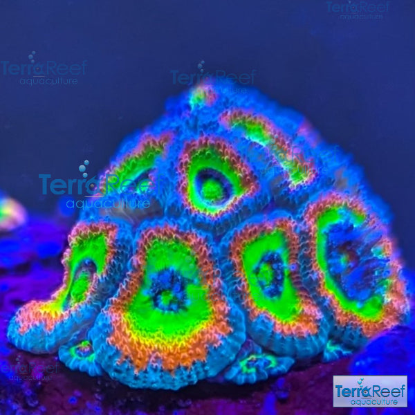 Holy Grail Micromussa Coral Micro F2M WYSIWYG Frag 3Center