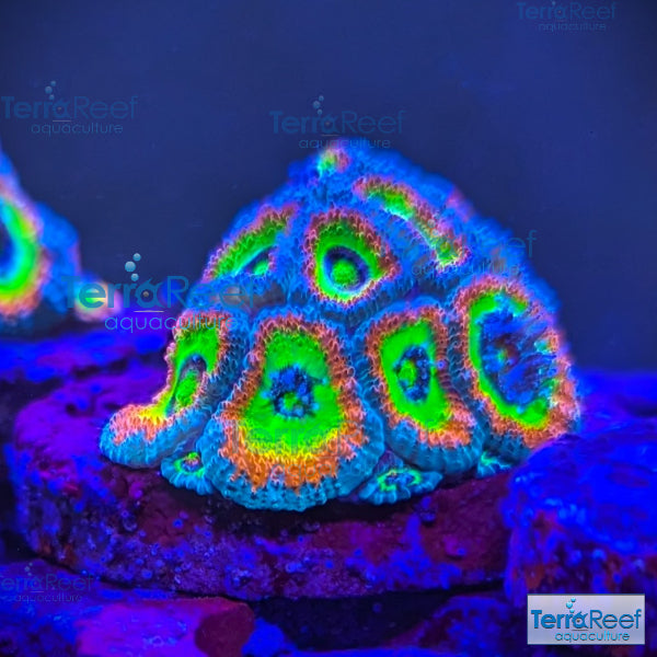 Holy Grail Micromussa Coral Micro F2M WYSIWYG Frag 3Center