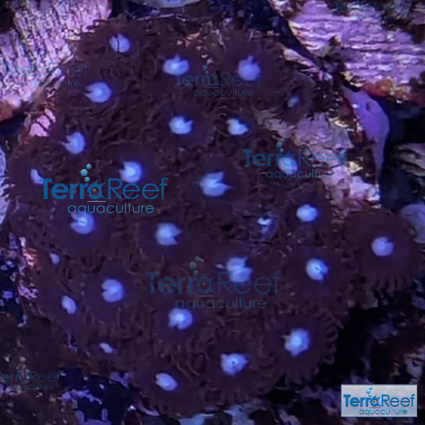 Mint Chocolate Chip Zoanthid WYSIWYG Frag 40