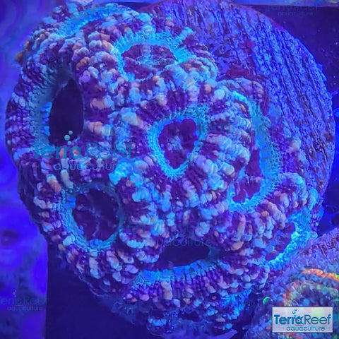 Teal Micromussa "Acan lord" WYSIWYG Frag 23