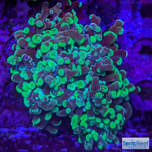 Green frogspawn WYSIWYG Frag 47