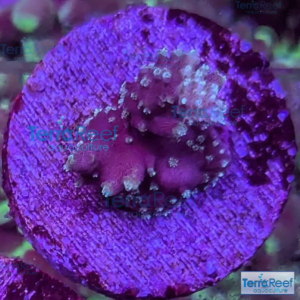 TerraReef Weedy Acropora WYSIWYG Frag 8Right