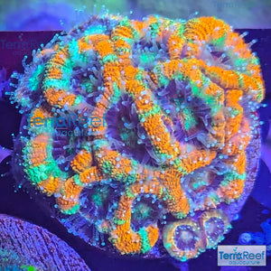 Raging Storm Micromussa "Acan lord" WYSIWYG Frag 7SinkLeft