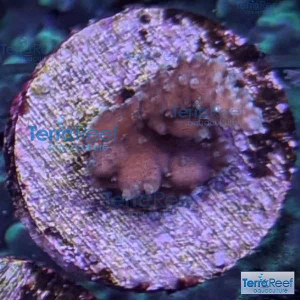 TerraReef Weedy Acropora WYSIWYG Frag 8Right