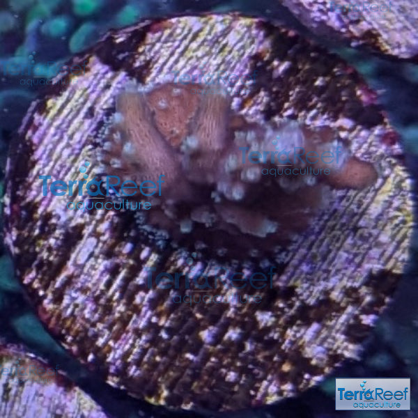 TerraReef Weedy Acropora WYSIWYG Frag 7Middle