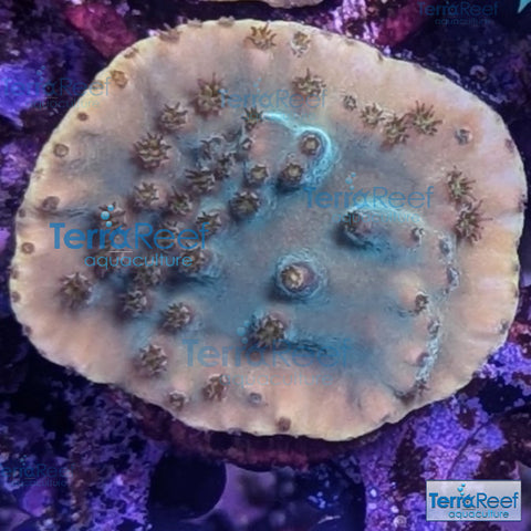 Green Scroll WYSIWYG Coral Frag 14