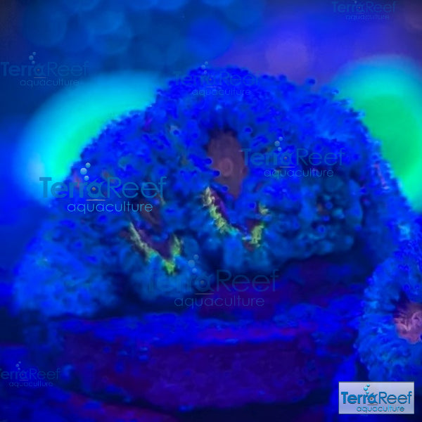 Rainbow Red Micromussa "Acan lord" Frag WYSIWYG Frag 33Left