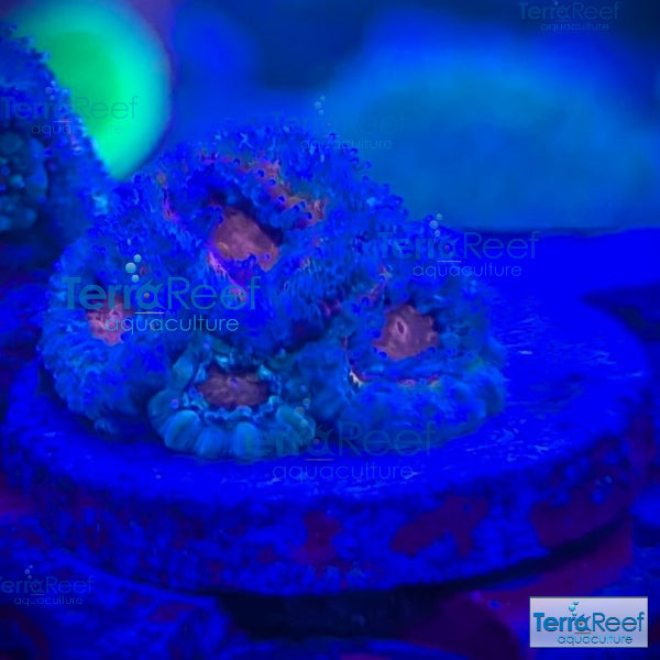 Rainbow Red Micromussa "Acan lord" Frag WYSIWYG Frag 32Middle