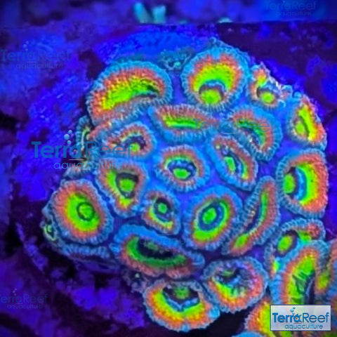 Holy Grail Micromussa Coral Micro F2M WYSIWYG Frag 6Left