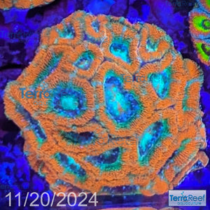 Raging Storm Micromussa "Acan lord" WYSIWYG Frag 5Ri