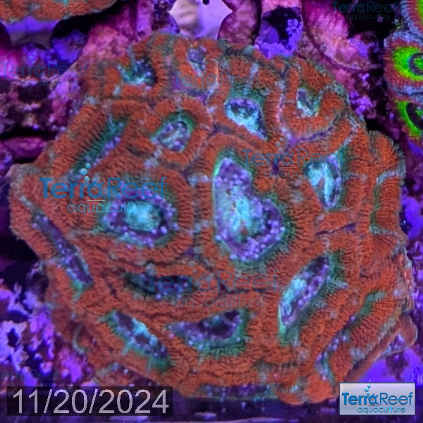 Raging Storm Micromussa "Acan lord" WYSIWYG Frag 5Ri