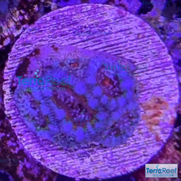 Rainbow Red Micromussa "Acan lord" Frag WYSIWYG Frag 32Middle