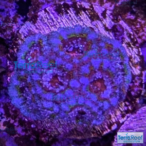 Rainbow Red Micromussa "Acan lord" Frag WYSIWYG Frag 33Left