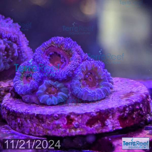 Rainbow Red Micromussa "Acan lord" Frag WYSIWYG Frag 32Middle