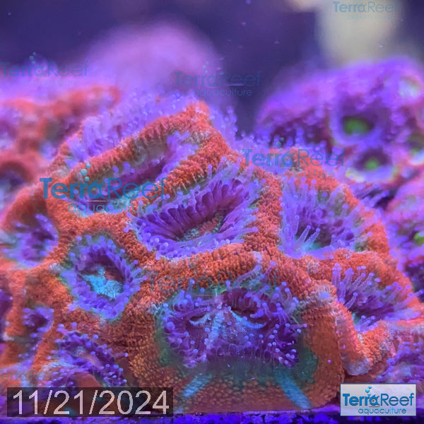 Raging Storm Micromussa "Acan lord" WYSIWYG Frag 5Ri