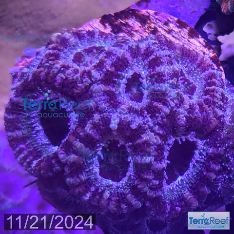 Teal Micromussa "Acan lord" WYSIWYG Frag 23Sink