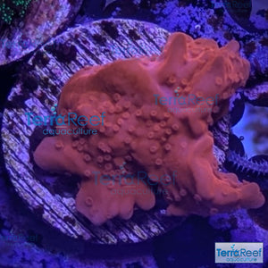 Setosa Coral WYSIWYG Frag 27M