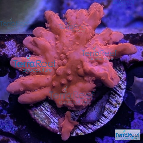 Setosa Coral WYSIWYG Frag 26L