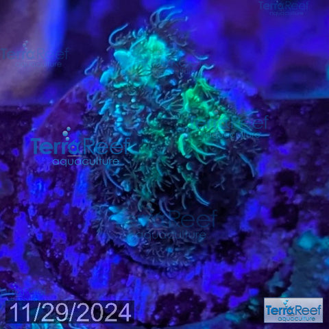 Frilly Green Acropora Acro Coral WYSIWYG Frag 25Right