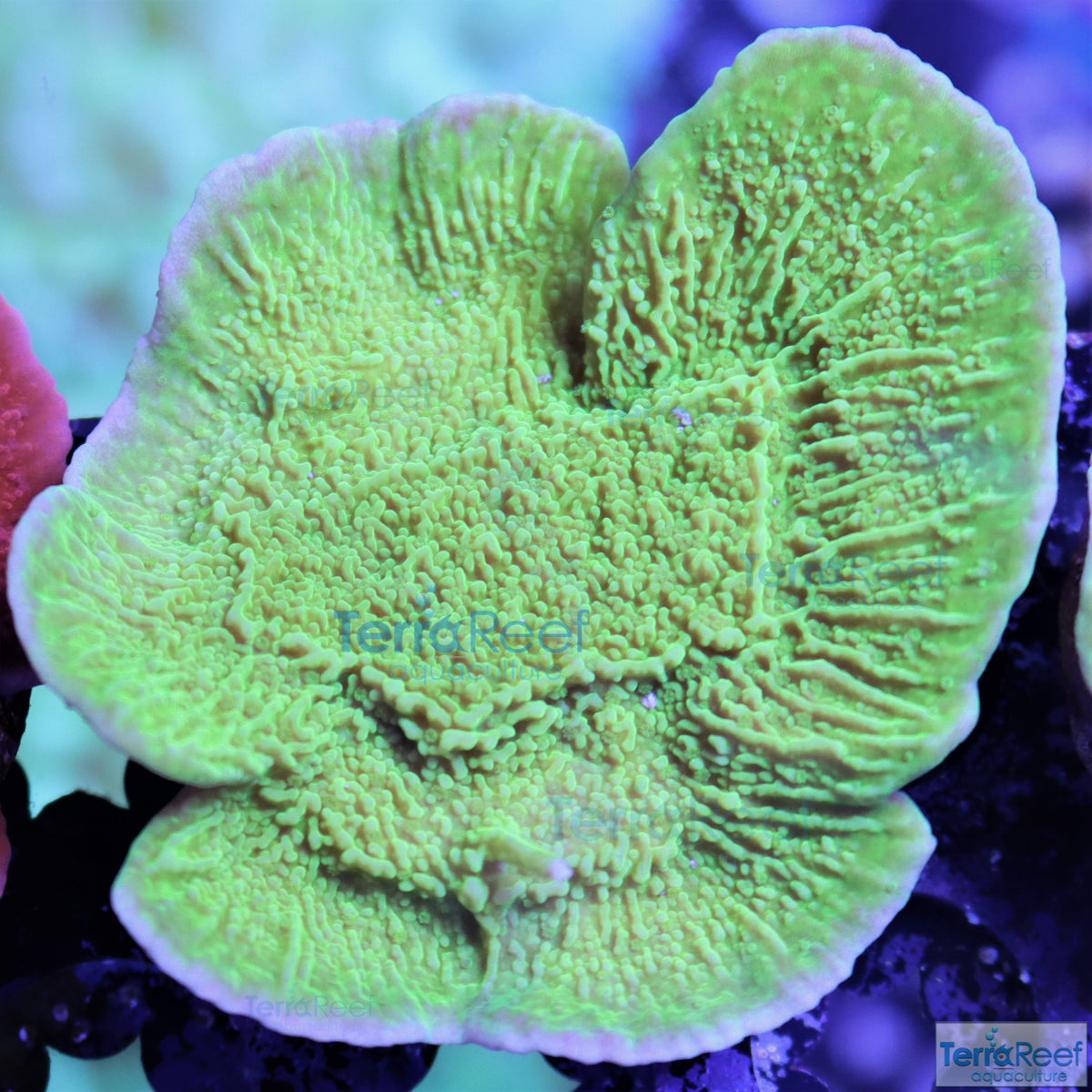 Green Montipora capricornis Frag Stock – TerraReef