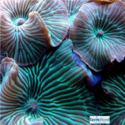 Mushroom Razor Coral Specimen 6.30 Mounted on Plastic Stand